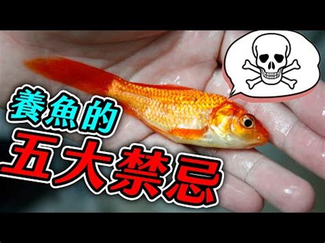 虎邊 養魚|養魚新手入門：12個教學讓你養魚一次上手（新手必讀）